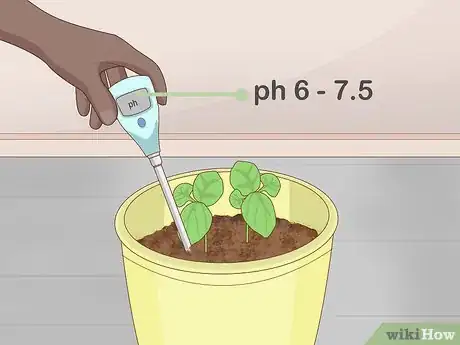 Imagen titulada Grow Basil Indoors Step 11