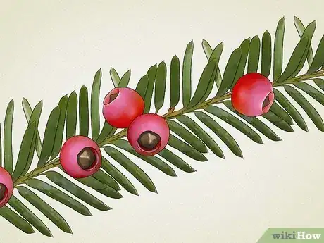 Imagen titulada Identify Common Poisonous Berries in North America Step 14