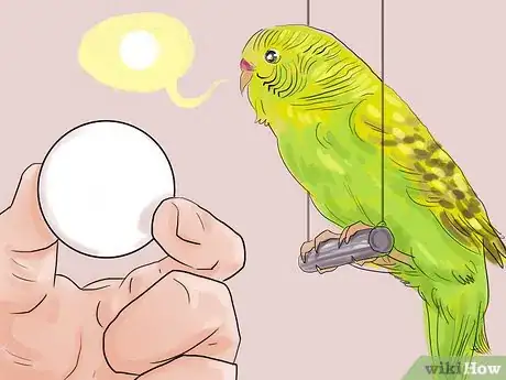 Imagen titulada Teach Parakeets to Talk Step 11