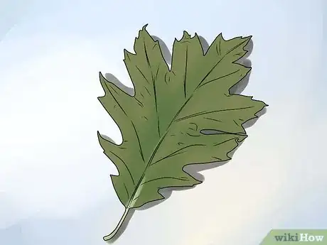 Imagen titulada Identify Oak Leaves Step 14