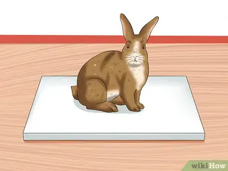 Imagen titulada Treat Heat Stroke in Rabbits Step 16