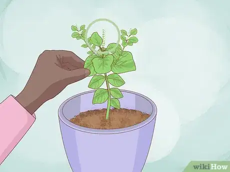 Imagen titulada Grow Basil Indoors Step 16