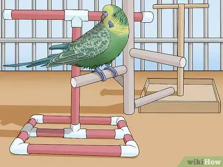 Imagen titulada Amuse Your Parakeet or Other Bird Step 2