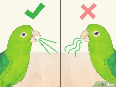 Imagen titulada Interact with Your Parrotlet Step 10