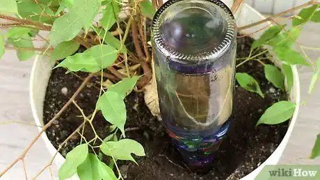 Imagen titulada Make Wine Bottle Plant Waterer Step 29