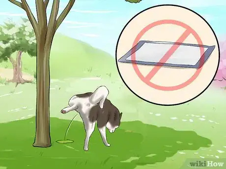 Imagen titulada Use Puppy Pads and Outdoor Potty Training Together Step 11