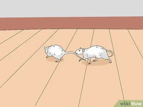 Imagen titulada Introduce a New Pet Rat to Another Rat Step 7