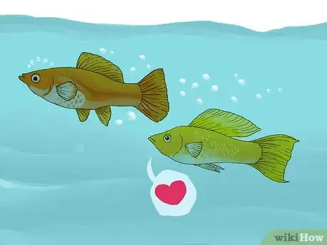 Imagen titulada Tell if Your Fish Is Having Babies Step 3