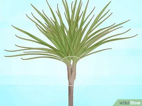 Imagen titulada Prune Dracaena Step 7