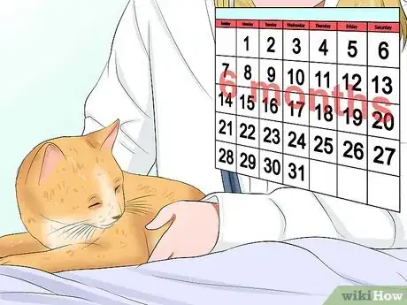 Imagen titulada Care for a Cat with Feline Leukemia Step 16