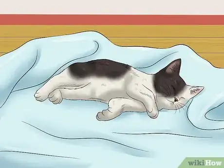 Imagen titulada Teach Your Kitten to Be Calm and Relaxed Step 4