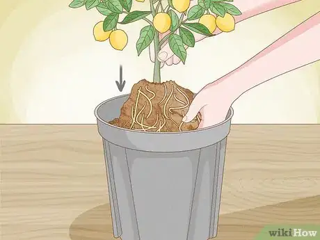 Imagen titulada Grow Lemon Trees Indoors Step 8