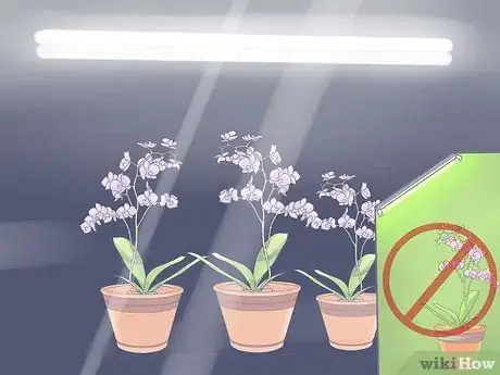 Imagen titulada Care for Mini Orchids Step 18