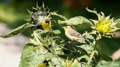 Imagen titulada Care for Sunflowers Step 14