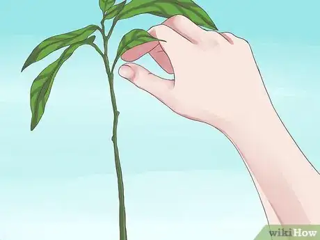 Imagen titulada Grow Avocados Step 11