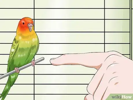 Imagen titulada Tame Your Budgies Step 8