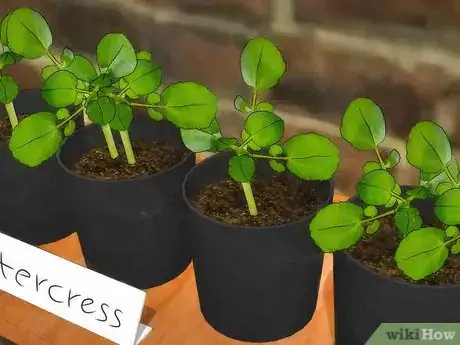 Imagen titulada Grow Watercress Step 11