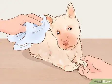 Imagen titulada Groom a Scottish Terrier Step 1