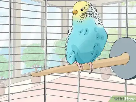 Imagen titulada Hand Train a Parakeet Step 10