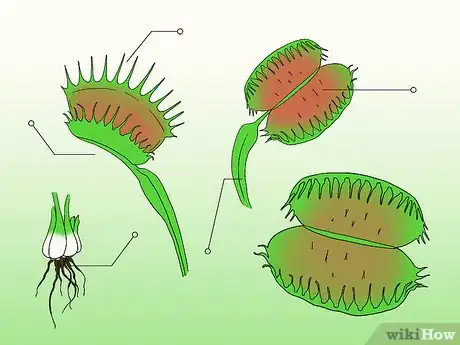 Imagen titulada Care for Venus Fly Traps Step 1