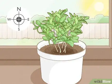 Imagen titulada Grow Mint Indoors Step 9