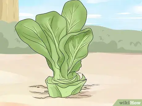 Imagen titulada Harvest Buttercrunch Lettuce Step 3