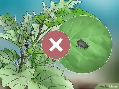 Imagen titulada Grow Eggplant Step 14