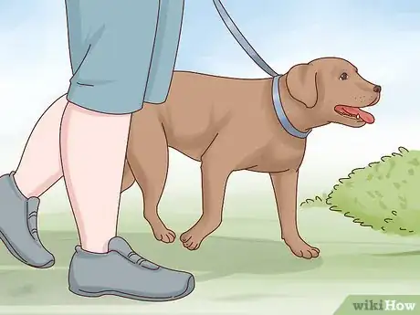 Imagen titulada Care for a Labrador Retriever Step 3