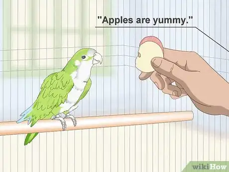 Imagen titulada Teach a Quaker Parrot to Speak Step 8