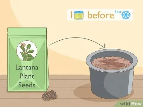 Imagen titulada Grow Lantana Plants Step 5