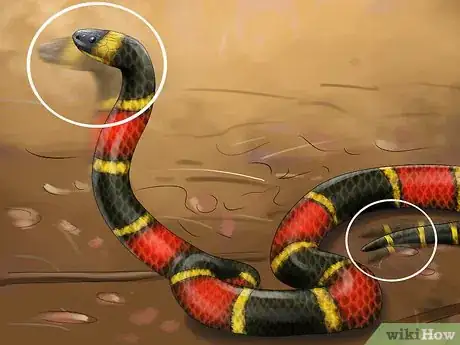 Imagen titulada Tell the Difference Between a King Snake and a Coral Snake Step 8