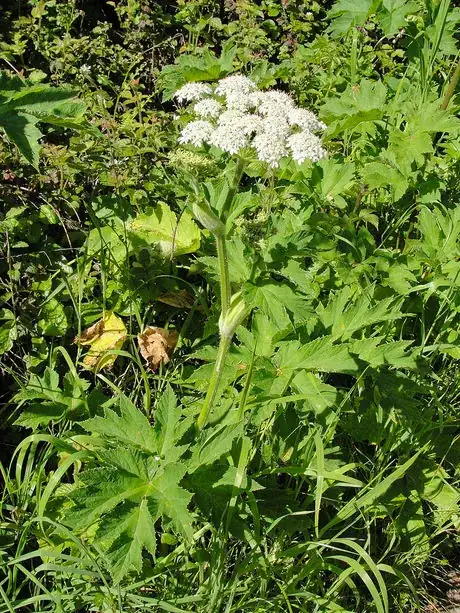 Imagen titulada Cow parsnip (Heracleum maximum) on Point Reyes Wittenberg Trail