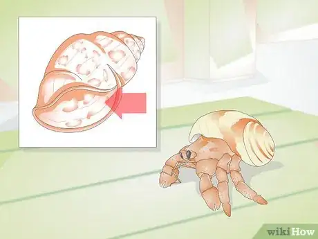 Imagen titulada Help a Hermit Crab Change Shells Step 4