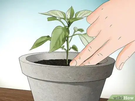 Imagen titulada Grow Jalapenos in a Pot Step 7