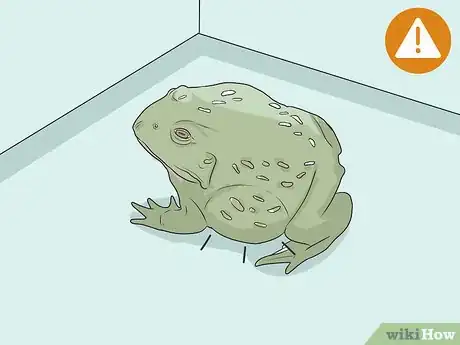 Imagen titulada Take Care of an American Bullfrog Step 13