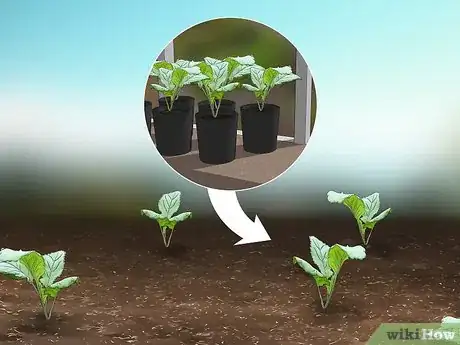 Imagen titulada Grow Collard Greens Step 10