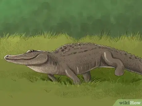 Imagen titulada Tell the Difference Between a Crocodile and an Alligator Step 10