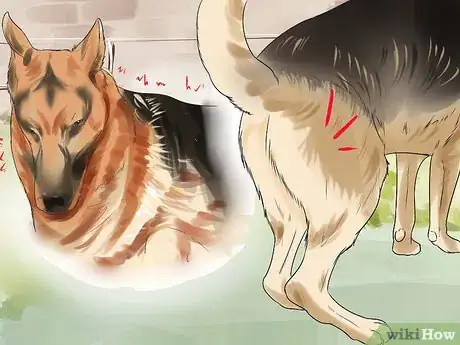 Imagen titulada Diagnose Dysplasia in German Sheperds Step 1