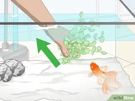 Imagen titulada Clean Aquarium Plants Step 2