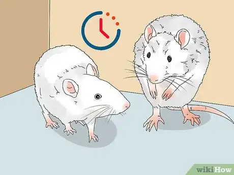 Imagen titulada Introduce a New Pet Rat to Another Rat Step 8