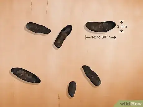 Imagen titulada Tell the Difference Between Mouse and Rat Droppings Step 3