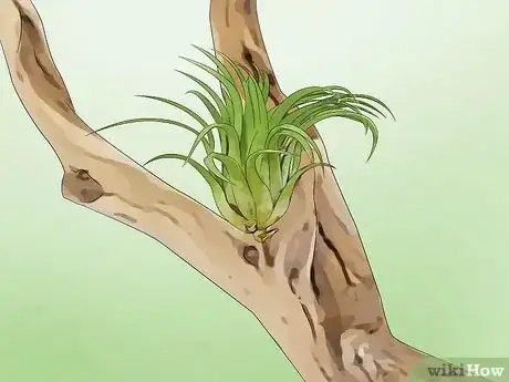 Imagen titulada Care for Air Plants Step 11