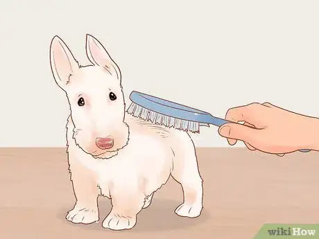 Imagen titulada Groom a Scottish Terrier Step 4