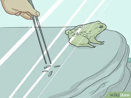 Imagen titulada Take Care of an American Bullfrog Step 12