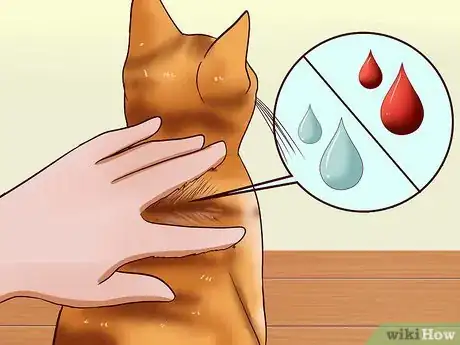 Imagen titulada Give a Cat an Injection Step 10