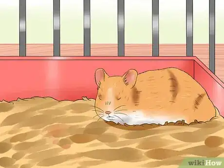 Imagen titulada Care for a Hamster That Bites Step 6