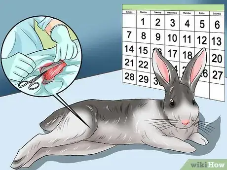 Imagen titulada Teach a Rabbit Not to Scratch Step 8