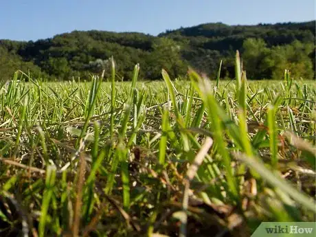 Imagen titulada Control Grassy Weeds Step 4