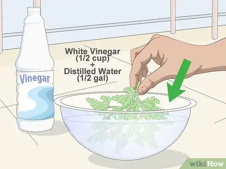 Imagen titulada Clean Aquarium Plants Step 7