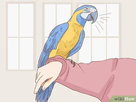 Imagen titulada Know if a Macaw Is Right for You Step 1